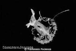 B&W jellyfish by Francesco Pacienza 